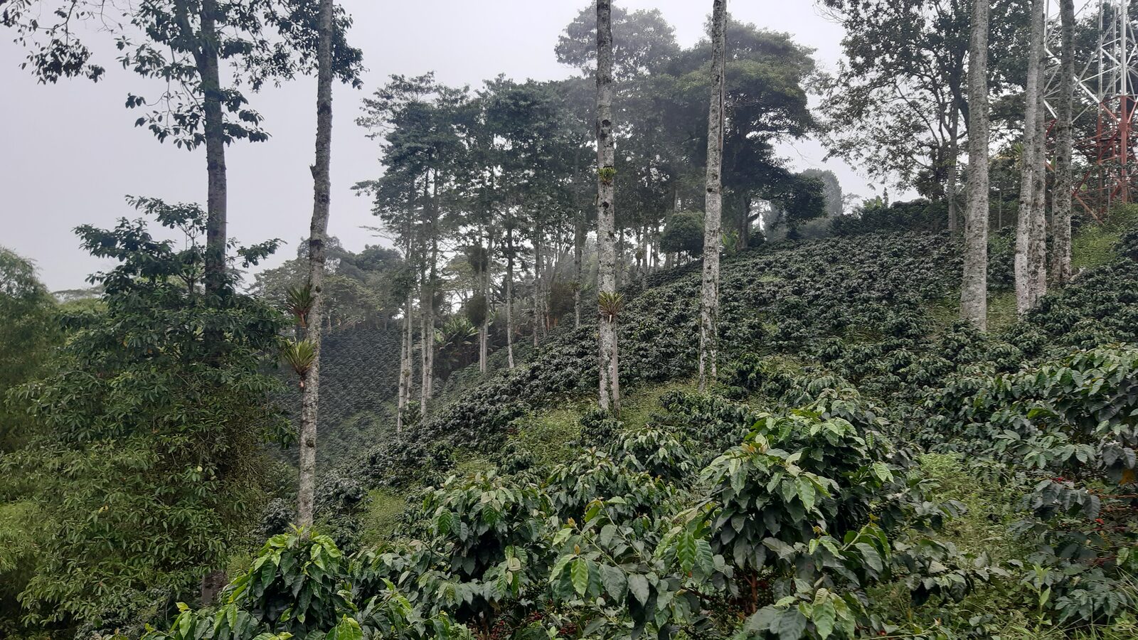 Cultivo de café en ladera con árboles de sombrío en Filandia