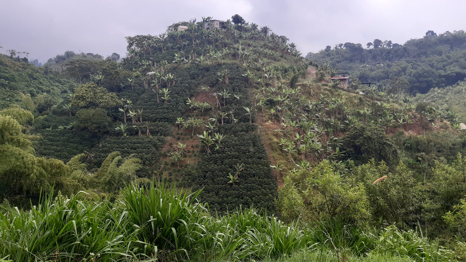 Ladera de minifundio cafetero con plátano y vivienda rural en Filandia